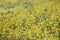 rapaseed (Brassica napus) flower