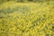 rapaseed (Brassica napus) flower