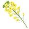 Rape blossom, flowering rapeseed canola or colza, blooming brassica napus flower, plant for oil industry and green