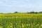 Rape field in beautiful landscape with agrarian fields. Flowering colza field in spring.