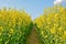 Rape field with blue sky - Brassica - napus colza