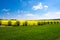 Rape field flowering yellow, green willows, growing wheat. Canola fields framed by trees, beautiful landscape, blue sky.