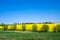 Rape field flowering yellow, green willows, growing wheat. Canola fields framed by trees, beautiful landscape, blue sky.