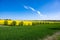 Rape field flowering yellow, green willows, growing wheat. Canola fields framed by trees, beautiful landscape, blue sky.
