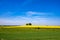 Rape field flowering yellow on hill with trees. Canola fields framed by growing wheat field, beautiful landscape, blue sky.