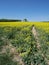 Rape field near by Gilching, upper Bavaria - yellow colza, blue sky and forest