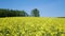 Rape field near by Gilching, upper Bavaria - yellow colza, blue sky and forest