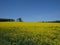 Rape field near by Gilching, upper Bavaria - yellow colza, blue sky and forest