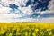 Rape Fields and Blue Sky with Clouds. Rapeseed Plantation Blooming