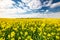 Rape Fields in Full Bloom. Rapesseed or Canola Plantation and Blue Sky with Clouds on Horizon