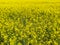 Rape flowers countryside landscape