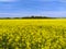 Rape flowers countryside landscape