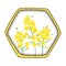Rape Honey Concept. Brassica napus, rapeseed, colza, oil seed, canola and bees. Vector illustration in the hexagon honey