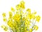 Rape Oilseed on white Background - Isolated