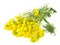 Rape Oilseed on white Background - Isolated