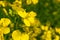 Rape plant and flowers in close-up. Cultivation of rapeseed. Macro. Obtaining a crop rapeseed products