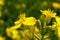 Rape plant and flowers in close-up. Cultivation of rapeseed. Macro. Obtaining a crop rapeseed products