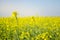 Rape. Rapeseed field during flowering. Cabbage family. Oilseed culture. Agriculture. Farming