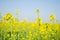 Rape. Rapeseed field during flowering. Cabbage family. Oilseed culture. Agriculture. Farming