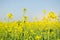 Rape. Rapeseed field during flowering. Cabbage family. Oilseed culture. Agriculture. Farming