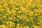 Rape with yellow flowers in the canola field. Product for edible oil and bio fuel