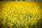 Rape with yellow flowers in the canola field. Product for edible oil and bio fuel