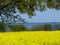 rapefield at a fjord 2