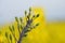 Rapeseed aphid, brevicoryne brassicae, mealy cabbage aphid linnaeus masses of pests on the oilseed rape plant macro close up photo