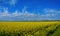 Rapeseed bloom in Ukraine