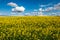 rapeseed bloominf yellow fields in spring under blue sky in sunshine