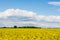 rapeseed bloominf yellow fields in spring under blue sky in sunshine