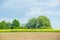 rapeseed bloominf yellow fields in spring under blue sky in sunshine