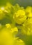 Rapeseed blossoms