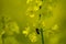 rapeseed blossoms with a bee