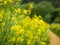 rapeseed blossoms (Brassica napus) in a canola field with blurred background - also known as rape or oilseed