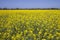 Rapeseed blossoms, Canola field and lighthouse, Melbourne,