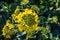 Rapeseed blossoms in springtime