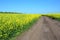 Rapeseed Brassica napus, also known as rape, oilseed rape  field with country road. Rapeseed blossom, Rapeseed field