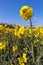 Rapeseed Brassica napus flowering in the East Sussex countryside near Birch Grove