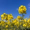 Rapeseed Brassica napus flowering in the East Sussex countryside near Birch Grove