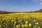 Rapeseed Brassica napus flowering in the East Sussex countryside near Birch Grove