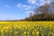 Rapeseed Brassica napus flowering in the East Sussex countryside near Birch Grove