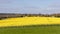 Rapeseed Brassica napus flowering in the East Sussex countryside near Birch Grove