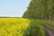 Rapeseed Brassica napus oil seed rape, Field of bright yellow rapeseed