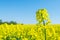 Rapeseed Brassica napus, rape, oilseed field. Bright-yel