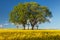 Rapeseed, canola or colza field in Latin Brassica Napus