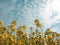 Rapeseed or Canola isolated on clouds and sky background.
