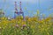 Rapeseed and clover in a harbour area