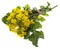 Rapeseed colza Brassica napus flowers