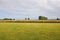 Rapeseed crop and grass airstrip